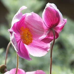 Anemone Praecox, Japanese Anemone 'Praecox', Windflower 'Praecox', Pink Anemone, Fall Anemone